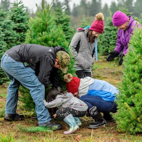 Nachhaltiger echter Weihnachtsbaum Plastik alternative kaufen Familie fällt Tanne selbst