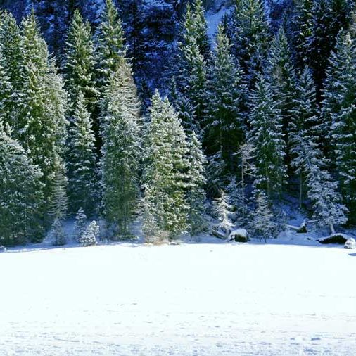 Nachhaltiger echter Weihnachtsbaum Plastik alternative kaufen Nadelwald Schnee