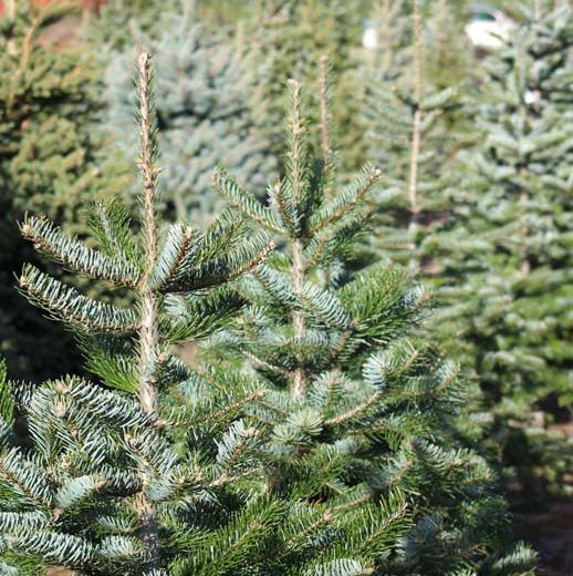 Nachhaltiger echter Weihnachtsbaum Plastik alternative kaufen Tannen in Baumschule