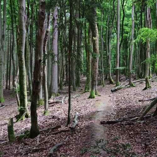 Urwald oder Holzplantage? Erkennst du die Unterschiede, bist du ein Naturfreund! 1