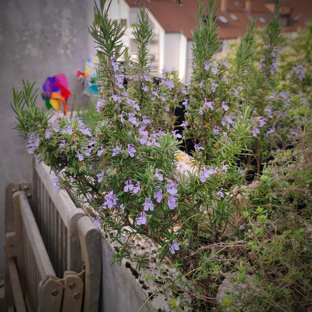 Startseite 11 Rosmarin auf Stadtbalkon