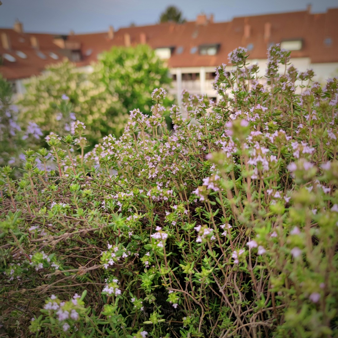 Startseite 14 Thymian auf Stadtbalkon