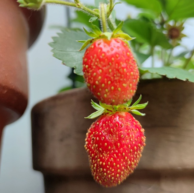 Startseite 12 Erdbeeren auf Stadtbalkon