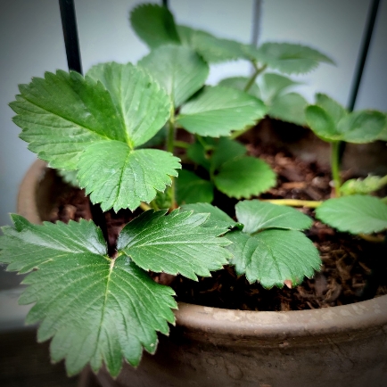 Startseite 15 Erdbeerpflanze auf dem Stadtbalkon