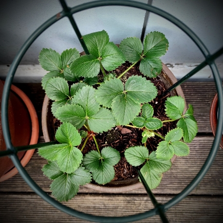 Startseite 9 Erdbeerpflanze auf dem Stadtbalkon