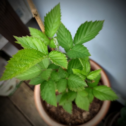 Startseite 8 Brombeerpflanze auf dem Stadtbalkon im Topf