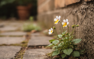 Eine Blume kämpft sich durch eine Mauerfuge